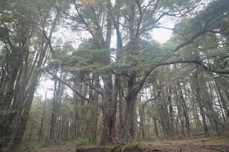 Inversión única en pucón: terreno de 830.000 m²