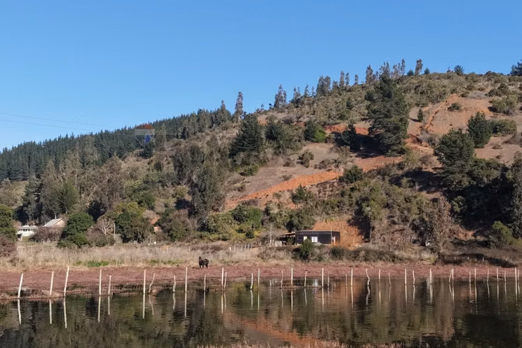 Vive la naturaleza junto al estero nilahue