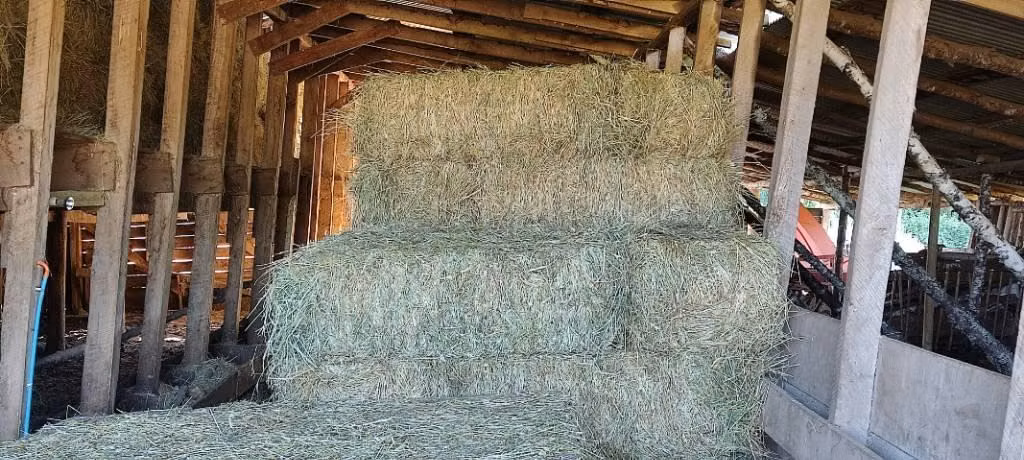 Fardos de pasto