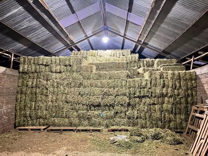 Fardos de alfalfa
