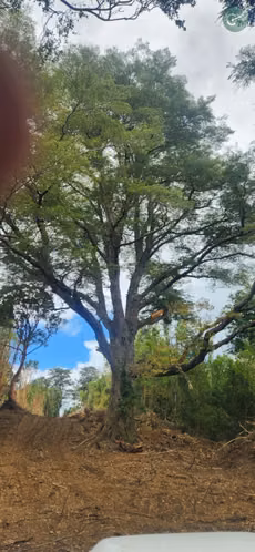 PARCELAS EN VENTA EN ISLA LEMUY, CHILOÉ | DOCUMENTACIÓN AL DÍA | LISTAS PARA COMPRAR