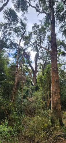 PARCELAS EN VENTA EN ISLA LEMUY, CHILOÉ | DOCUMENTACIÓN AL DÍA | LISTAS PARA COMPRAR