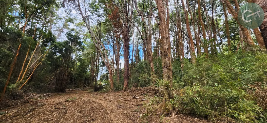 PARCELAS EN VENTA EN ISLA LEMUY, CHILOÉ | DOCUMENTACIÓN AL DÍA | LISTAS PARA COMPRAR