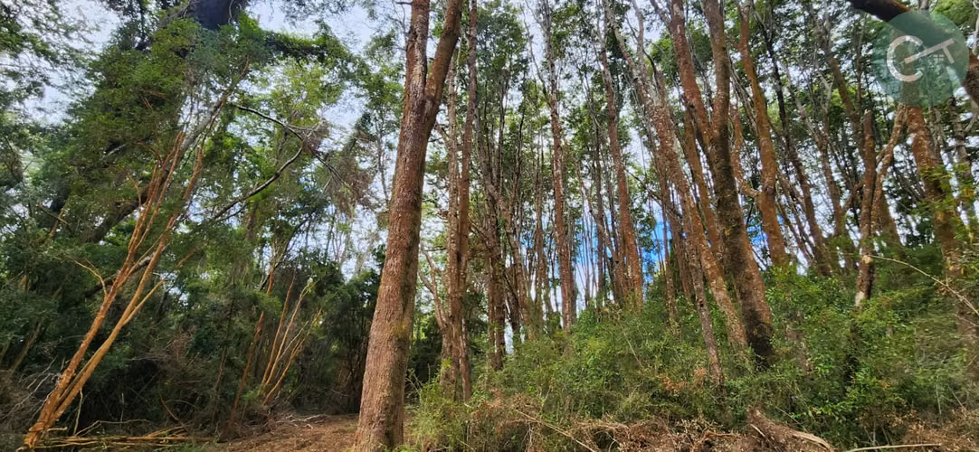 PARCELAS EN VENTA EN ISLA LEMUY, CHILOÉ | DOCUMENTACIÓN AL DÍA | LISTAS PARA COMPRAR