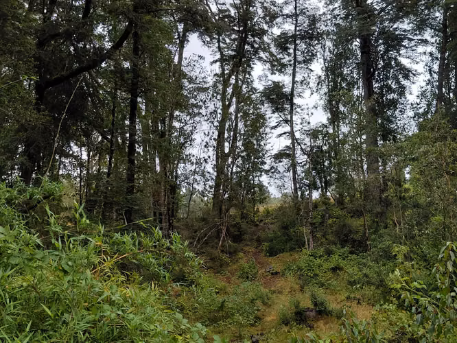 Espectacular Campo De 200 Hectareas En Loncoche