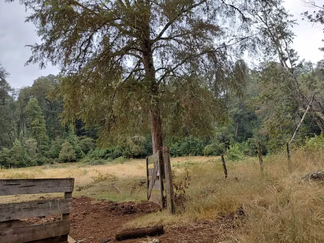 Espectacular Campo De 200 Hectareas En Loncoche