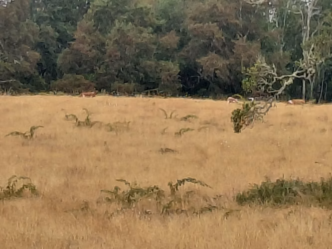 Espectacular Campo De 200 Hectareas En Loncoche