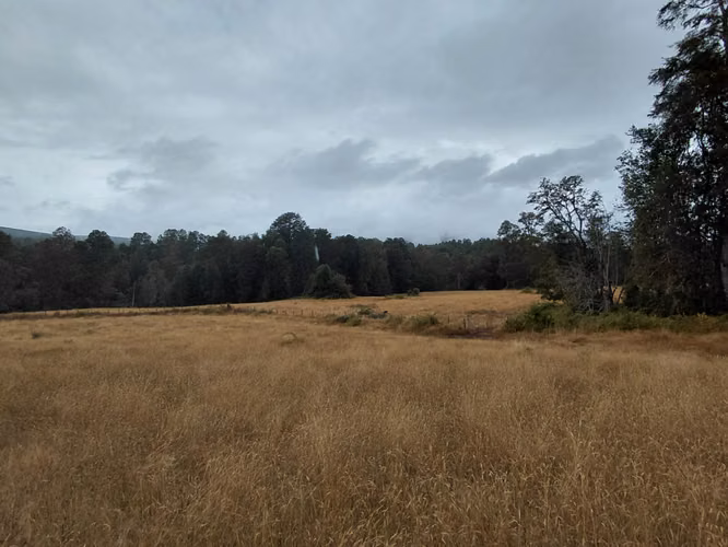 Espectacular Campo De 200 Hectareas En Loncoche