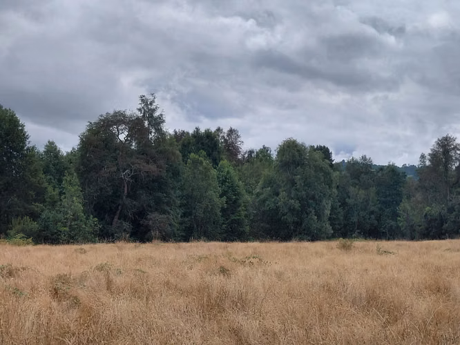 Espectacular Campo De 200 Hectareas En Loncoche