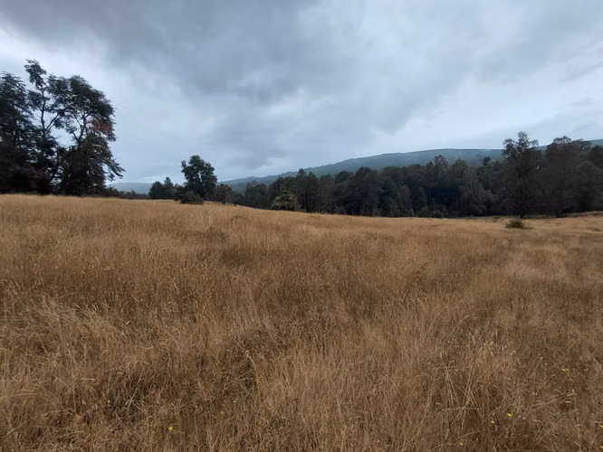 Espectacular Campo De 200 Hectareas En Loncoche