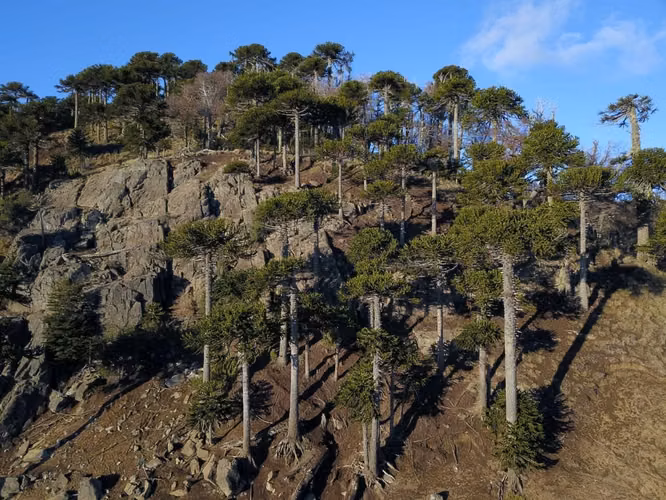 CAMPO DE ENSUEÑO DE 200 HECTAREAS EN MELIPEUCO