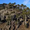 CAMPO DE ENSUEÑO DE 200 HECTAREAS EN MELIPEUCO