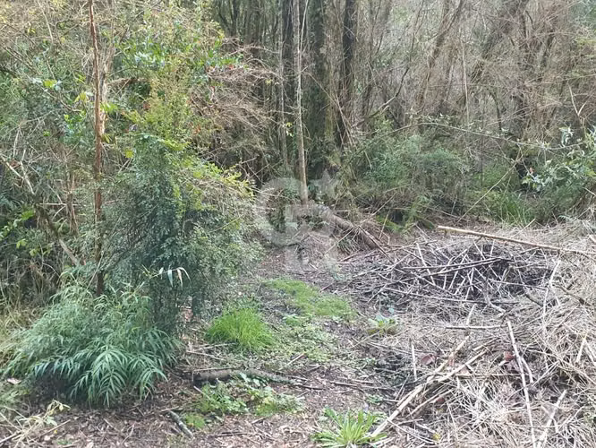 Casa en parcela con bosque nativo y amplios espacios