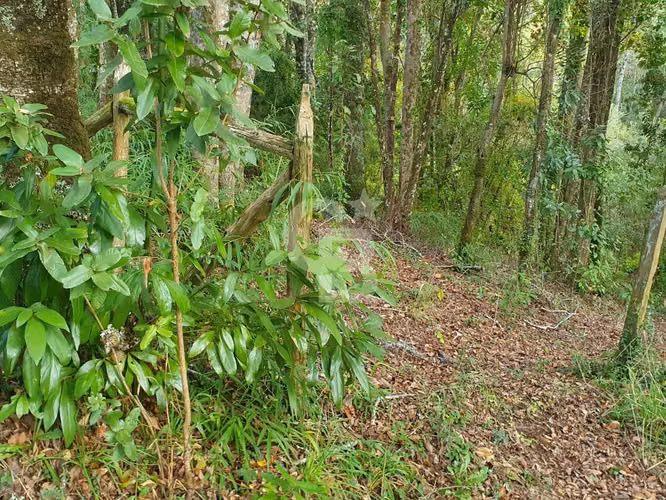 Casa en parcela con bosque nativo y amplios espacios