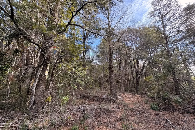 Venta de parcela de 5.027 m² en bosque pucón - Imagen 19