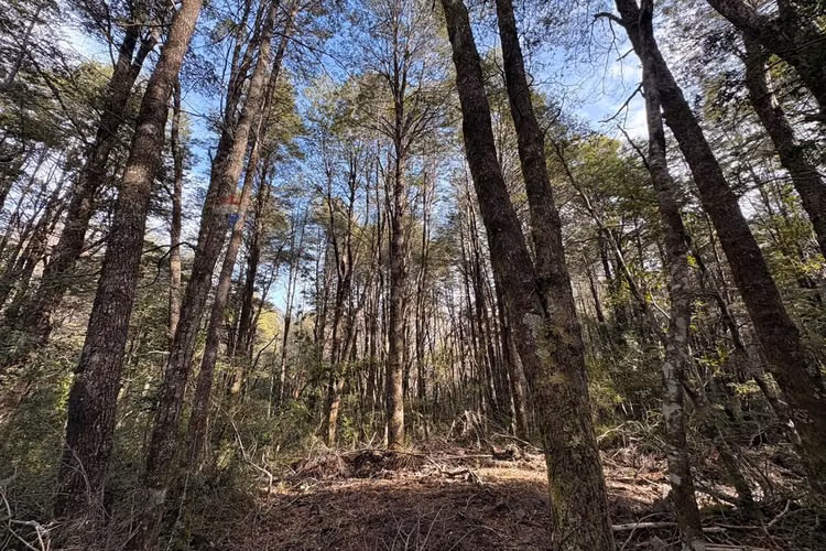 Venta de parcela de 5.027 m² en bosque pucón - Imagen 10