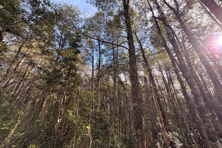 Venta de parcela de 5.027 m² en bosque pucón - Imagen 16