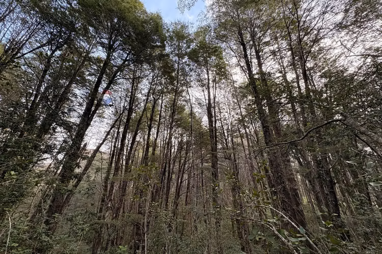 Venta de parcela de 5.027 m² en bosque pucón - Imagen 11