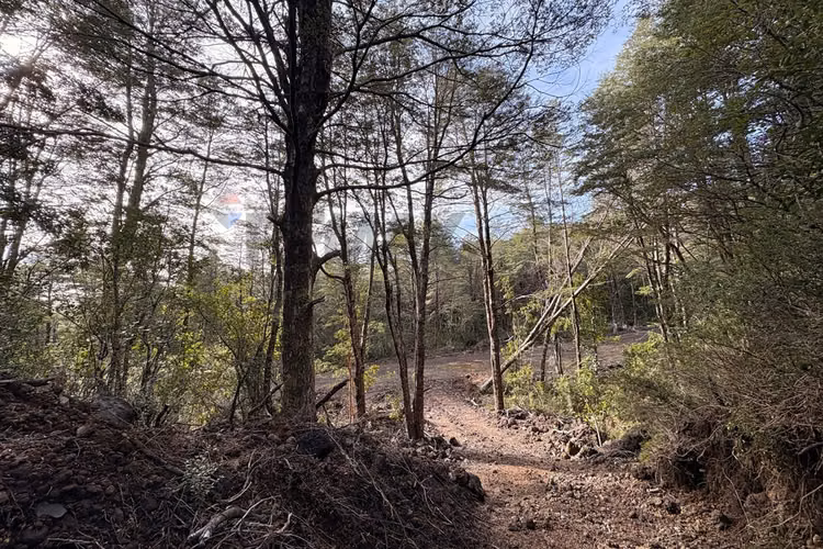 Venta de parcela de 5.027 m² en bosque pucón - Imagen 4