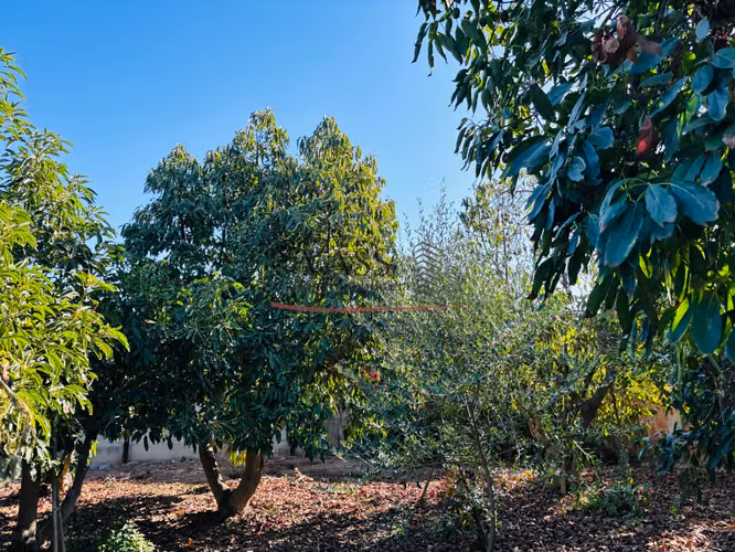 VASS Vende casa quinta 4D3B con mas de 50 paltos producción - Imagen 18