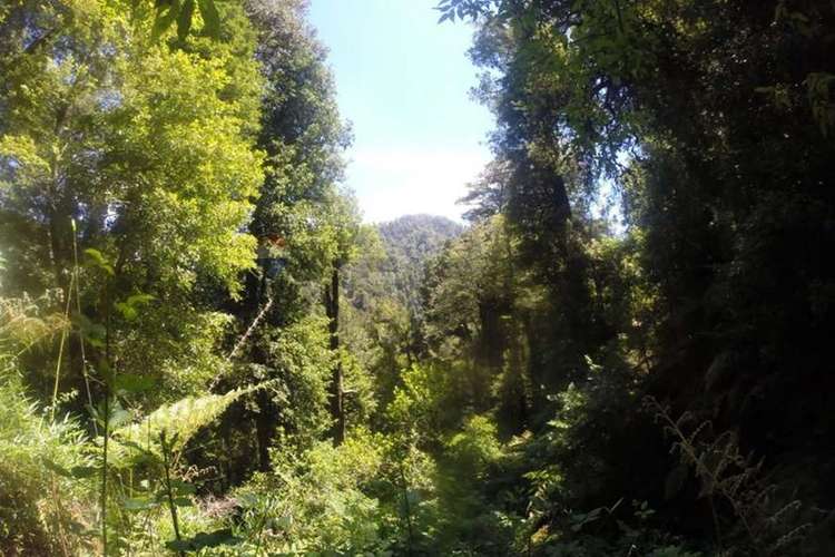 Venta 500 hectáreas campo en pucón - Imagen 6