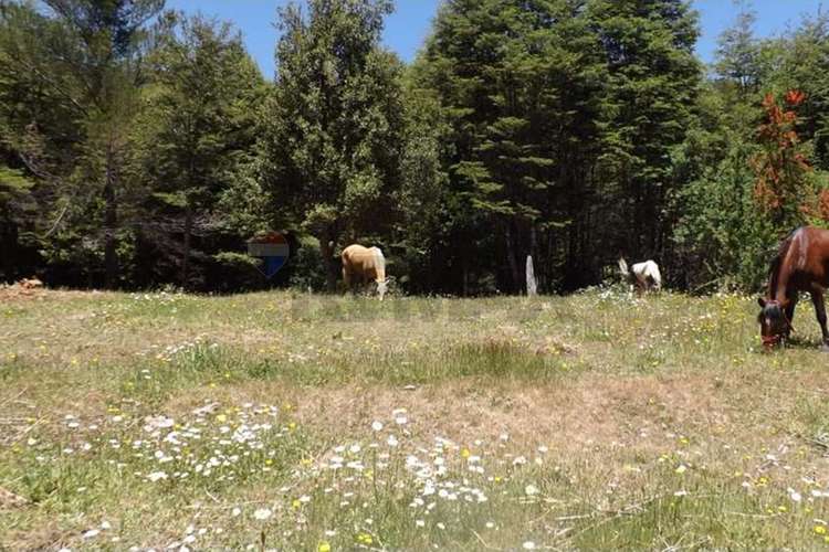 Venta 500 hectáreas campo en pucón - Imagen 2