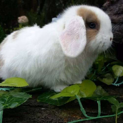 Conejitos Miniloop de Raza