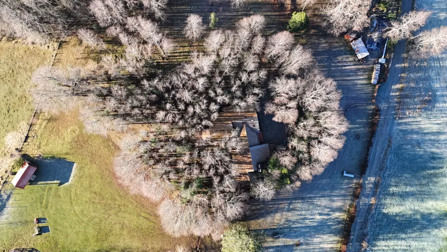 Parcela de tus Sueños en la Cuenca del Lago Ranco - Imagen 24