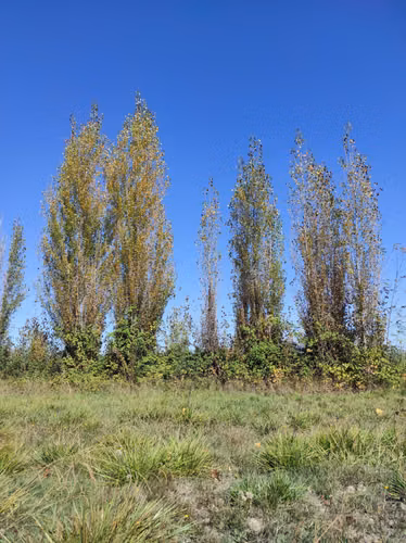 Vendo Parcela 5.000 m² en Cabrero - Rol Propio - Luz, Agua y Radieres Listos