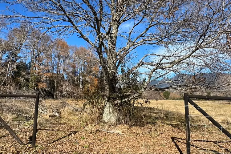 Venta parcela 5.000 m² en hacienda menetúe pucón - Imagen 12