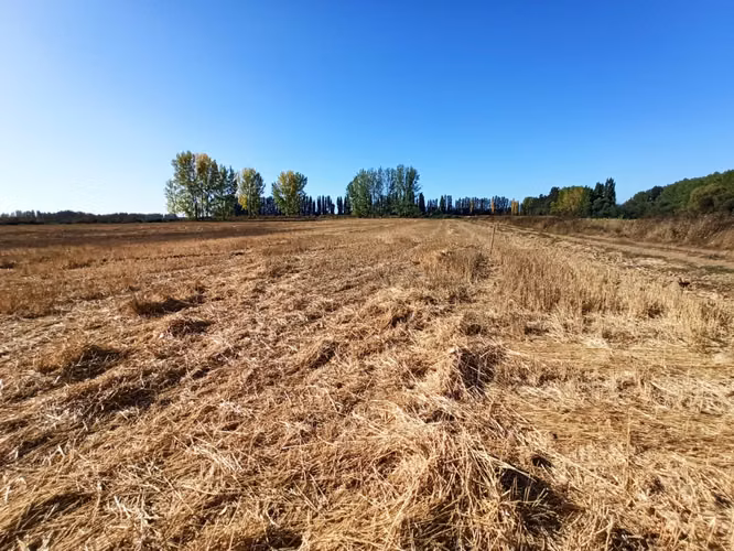 TERRENO AGRICOLA, PROPIEDAD DE 39,7 HA CON AGUA EN COLBÚN - Imagen 9