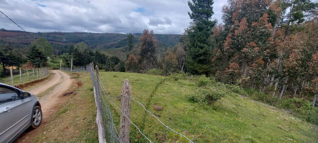 Linda parcela bosque y pequeña vertiente a 15 minutos de Valdivia