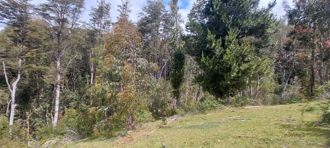 Linda parcela bosque y pequeña vertiente a 15 minutos de Valdivia