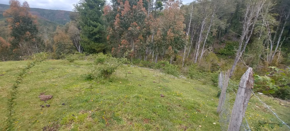 Linda parcela bosque y pequeña vertiente a 15 minutos de Valdivia