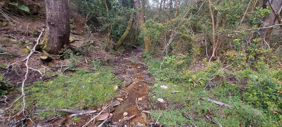 Linda parcela bosque y pequeña vertiente a 15 minutos de Valdivia
