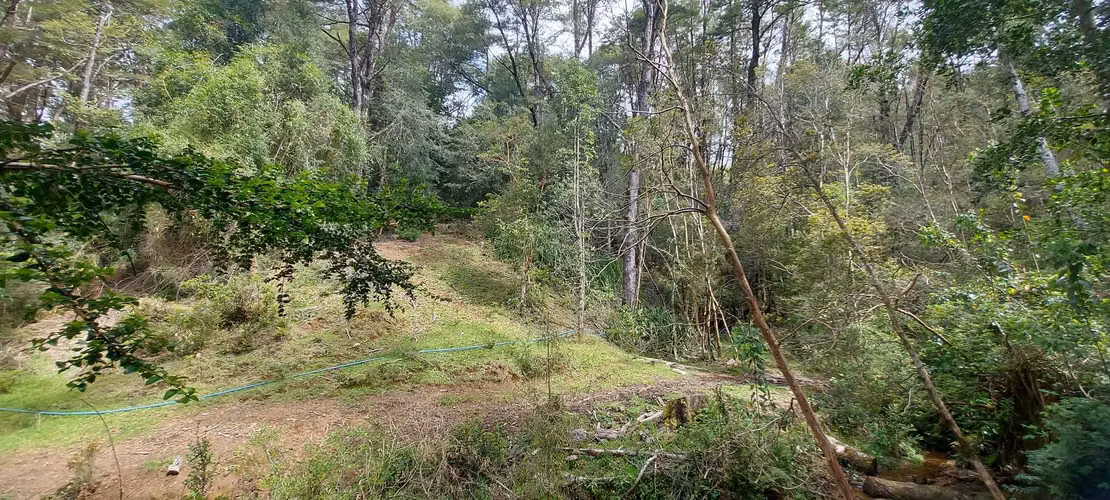 Linda parcela bosque y pequeña vertiente a 15 minutos de Valdivia