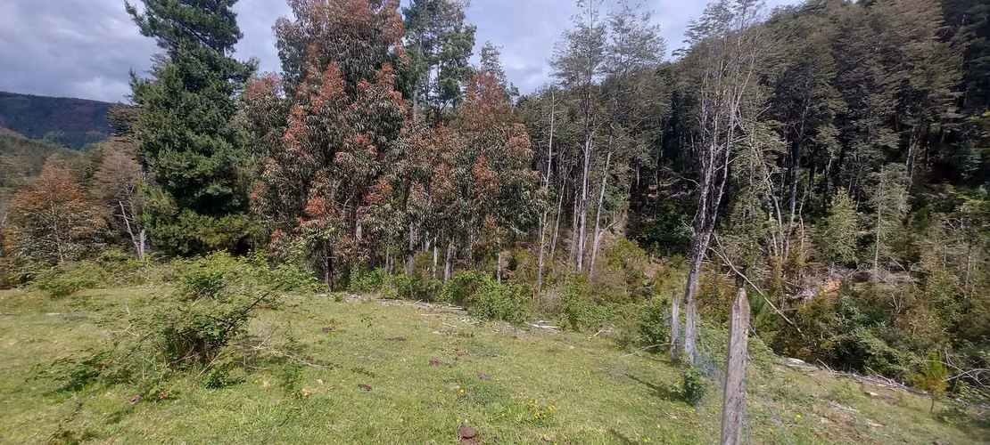 Linda parcela bosque y pequeña vertiente a 15 minutos de Valdivia