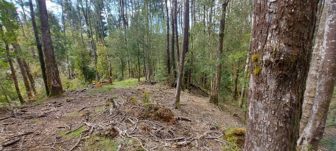 Linda parcela bosque y pequeña vertiente a 15 minutos de Valdivia