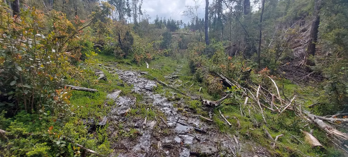 Linda parcela bosque y pequeña vertiente a 15 minutos de Valdivia
