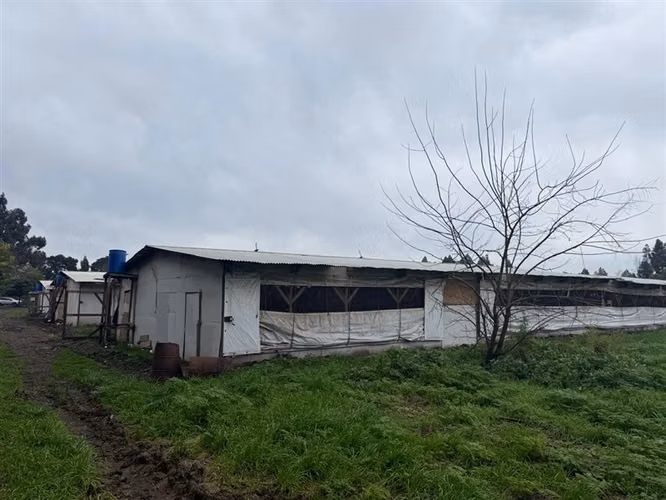 PARCELA AGRÍCOLA PRODUCTIVA CON NEGOCIO AVÍCOLA FUNCIONANDO
