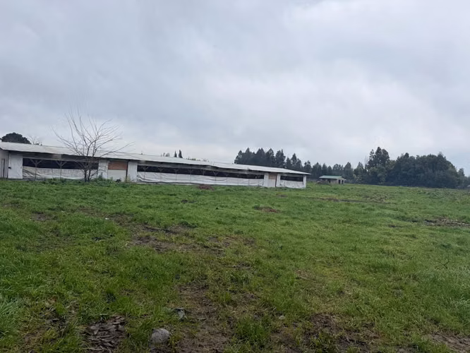 PARCELA AGRÍCOLA PRODUCTIVA CON NEGOCIO AVÍCOLA FUNCIONANDO – 4 HECTÁREAS – SAN JAVIER