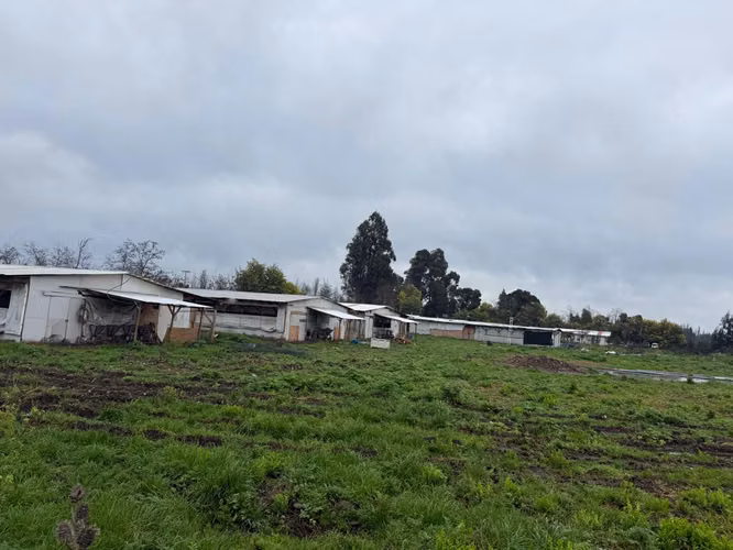 PARCELA AGRÍCOLA PRODUCTIVA CON NEGOCIO AVÍCOLA FUNCIONANDO – 4 HECTÁREAS – SAN JAVIER