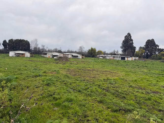 PARCELA AGRÍCOLA PRODUCTIVA CON NEGOCIO AVÍCOLA FUNCIONANDO – 4 HECTÁREAS – SAN JAVIER