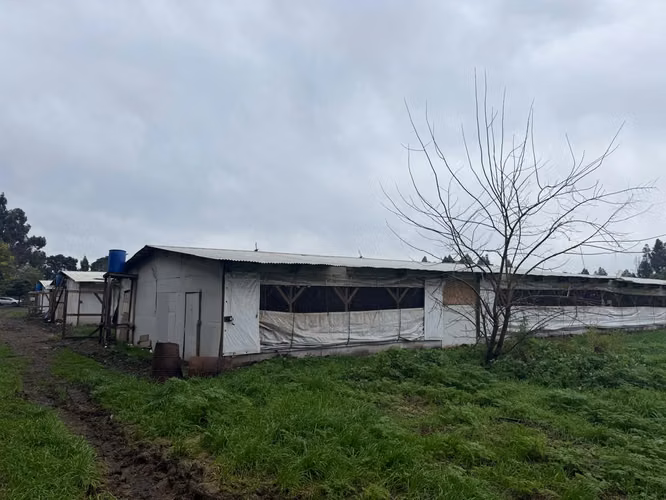 PARCELA AGRÍCOLA PRODUCTIVA CON NEGOCIO AVÍCOLA FUNCIONANDO – 4 HECTÁREAS – SAN JAVIER