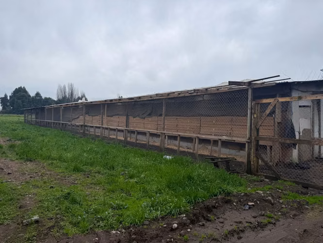 PARCELA AGRÍCOLA PRODUCTIVA CON NEGOCIO AVÍCOLA FUNCIONANDO – 4 HECTÁREAS – SAN JAVIER