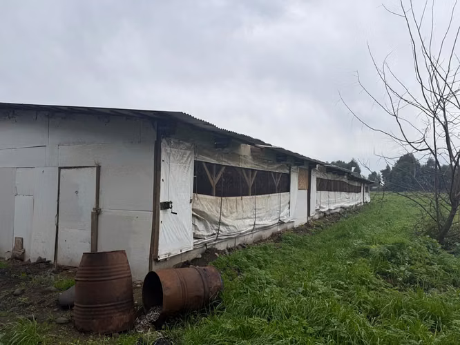 PARCELA AGRÍCOLA PRODUCTIVA CON NEGOCIO AVÍCOLA FUNCIONANDO – 4 HECTÁREAS – SAN JAVIER