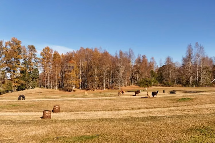Venta terreno 1 hectárea villarrica -pucón