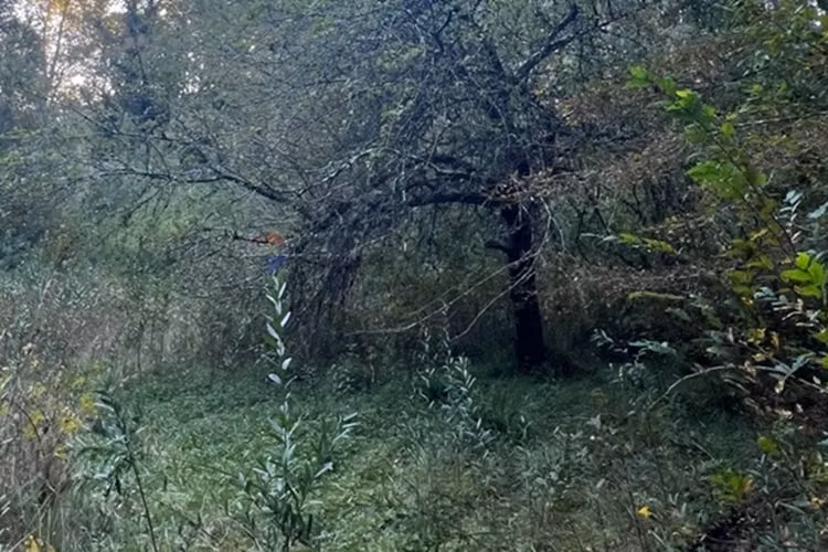 Venta terreno 10.540 m² quilaco pucón
