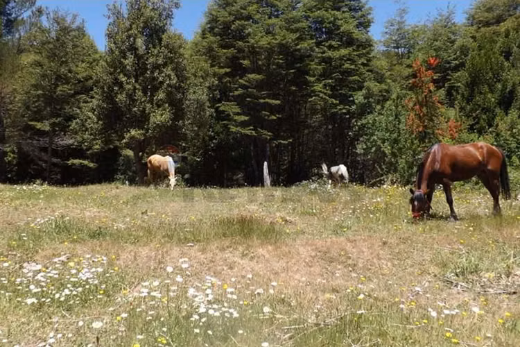 Campo en venta en pucón 200 hectáreas