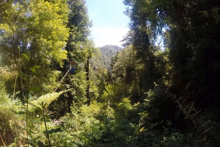 Campo en venta en pucón 200 hectáreas